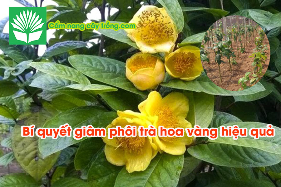 Bí quyết giâm phôi trà hoa vàng hiệu quả