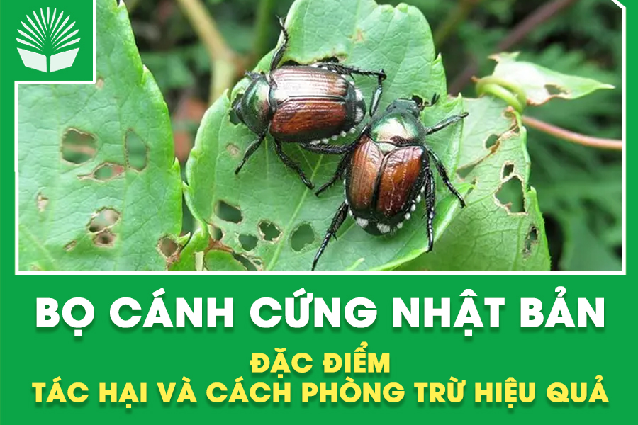 Bọ Cánh Cứng Nhật Bản: Đặc Điểm, Tác Hại và Cách Phòng Trừ Hiệu Quả