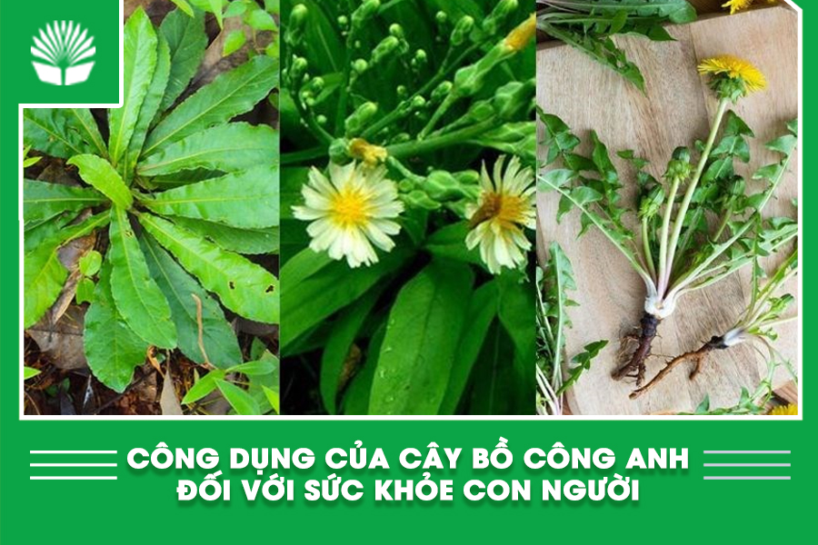 Công dụng của cây bồ công anh đối với sức khỏe con người