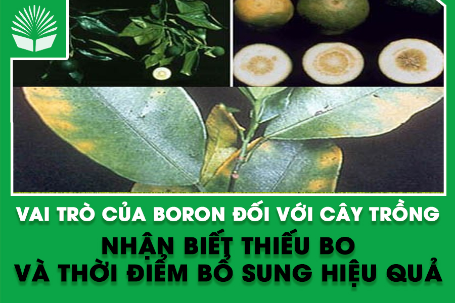 Vai trò của Boron đối với cây trồng | Nhận biết thiếu Bo và thời điểm bổ sung hiệu quả