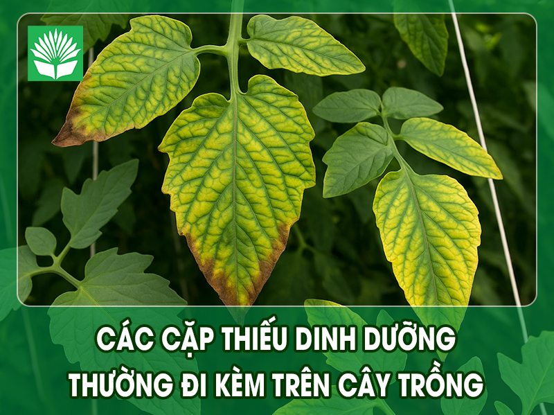 Các cặp thiếu Dinh Dưỡng thường đi kèm trên cây trồng – Nguyên nhân và cách xử lý