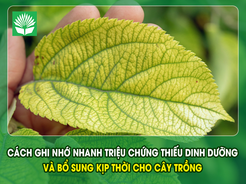 Cách ghi nhớ nhanh triệu chứng thiếu dinh dưỡng và bổ sung kịp thời cho cây trồng