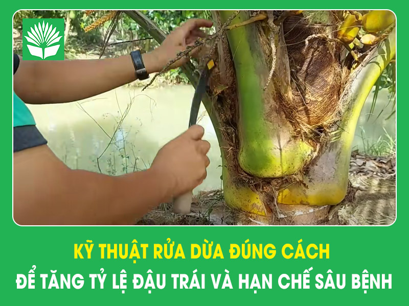 Kỹ thuật rửa dừa đúng cách để tăng tỷ lệ đậu trái và hạn chế sâu bệnh
