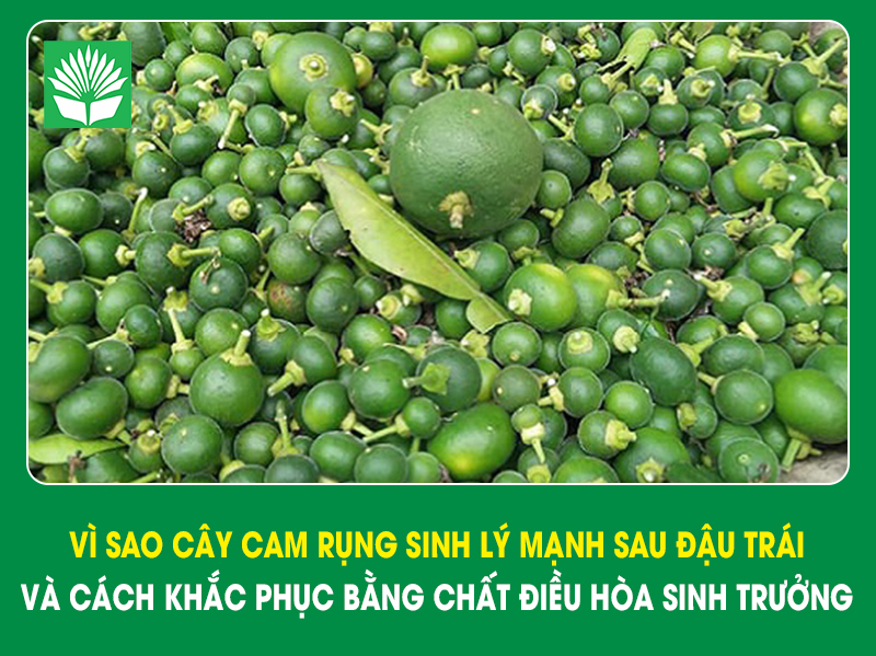 Vì sao cây cam rụng sinh lý mạnh sau đậu trái và cách khắc phục bằng chất điều hòa sinh trưởng