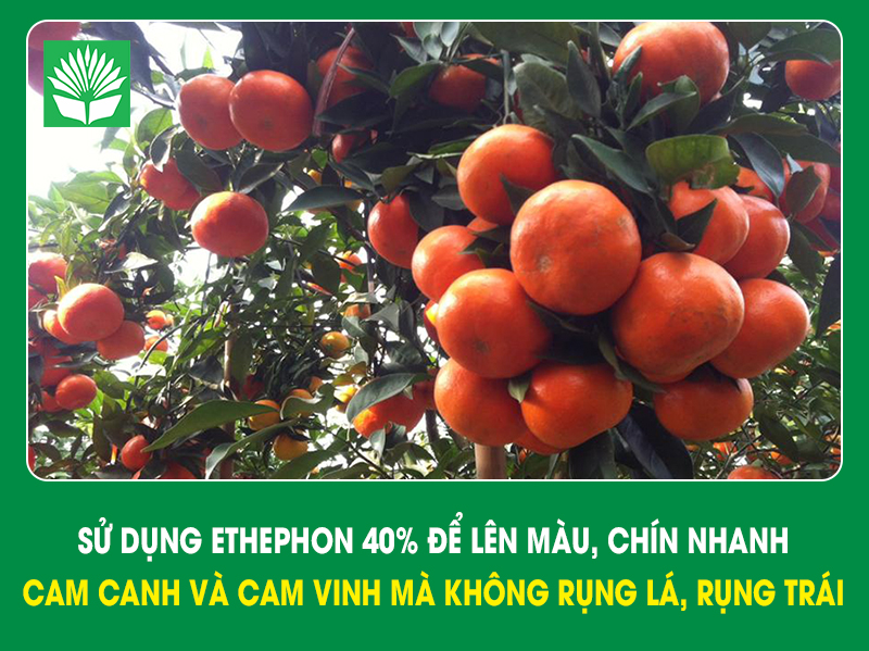 Sử dụng Ethephon 40% để lên màu, chín nhanh cam Canh và cam Vinh mà không rụng lá, rụng trái
