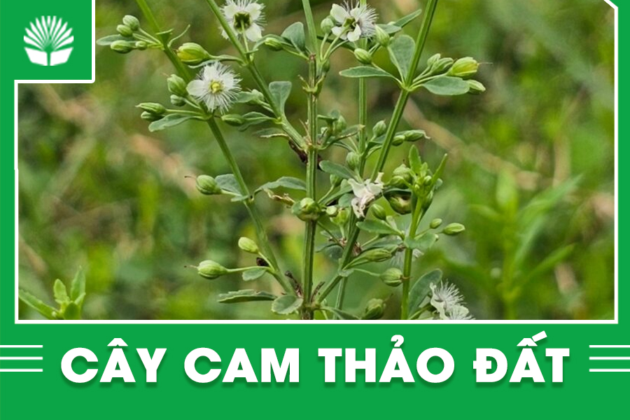 Cây cam thảo đất