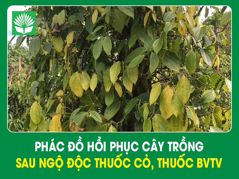 Phác đồ hồi phục cây trồng sau ngộ độc thuốc cỏ, thuốc BVTV