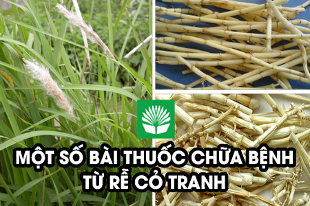 Một số bài thuốc chữa bệnh từ rễ cỏ tranh