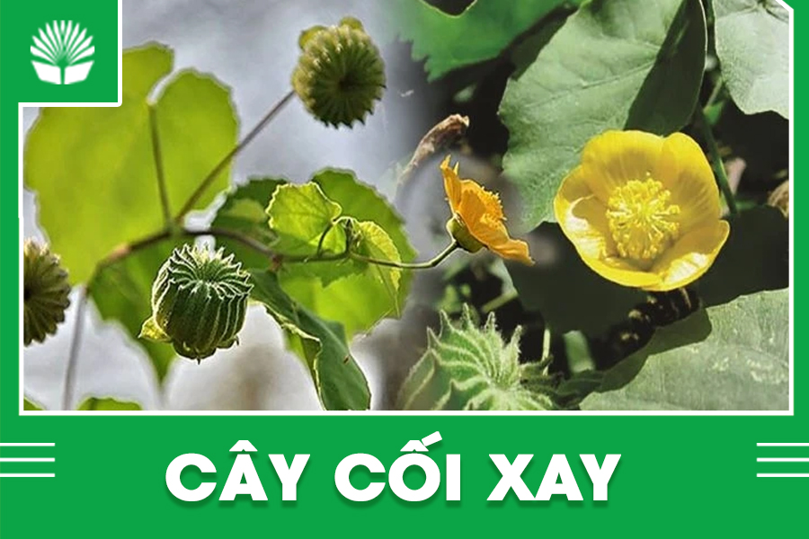 Cây cối xay