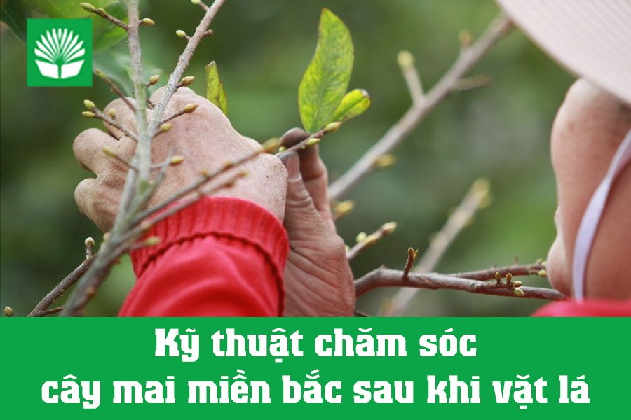 Kỹ thuật chăm sóc cây mai miền bắc sau khi vặt lá