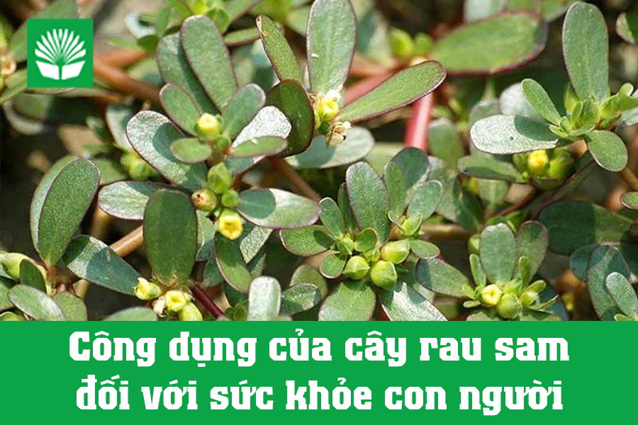 Công dụng của cây rau sam đối với sức khỏe con người