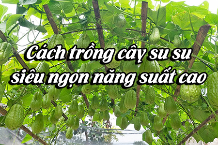 Cách trồng cây su su siêu ngọn năng suất cao