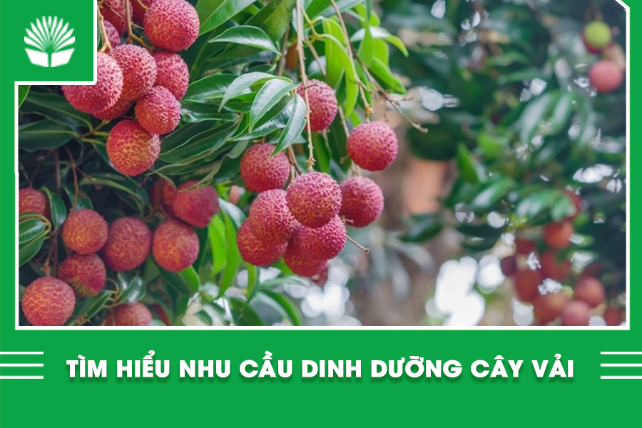 Tìm hiểu nhu cầu dinh dưỡng cây vải