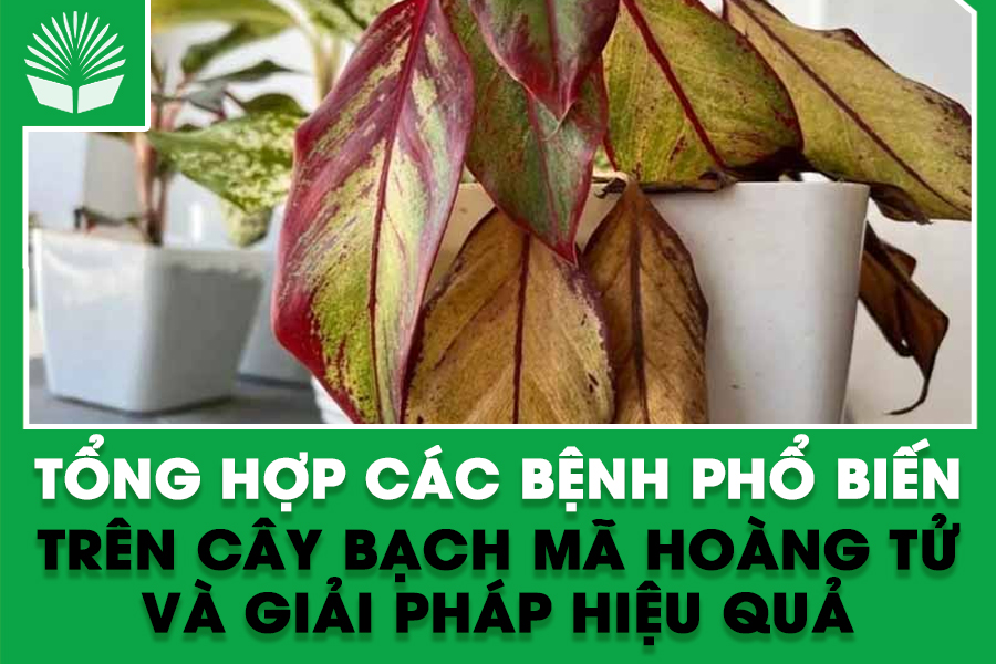 Tổng hợp các bệnh phổ biến trên cây bạch mã hoàng tử và giải pháp hiệu quả