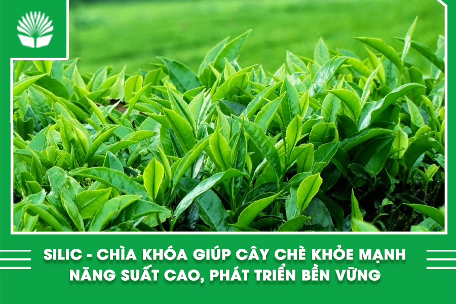 Silic - Chìa khóa giúp cây chè khỏe mạnh, năng suất cao, phát triển bền vững