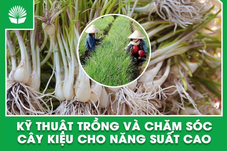 kỹ thuật trồng và chăm sóc cây kiệu cho năng suất cao