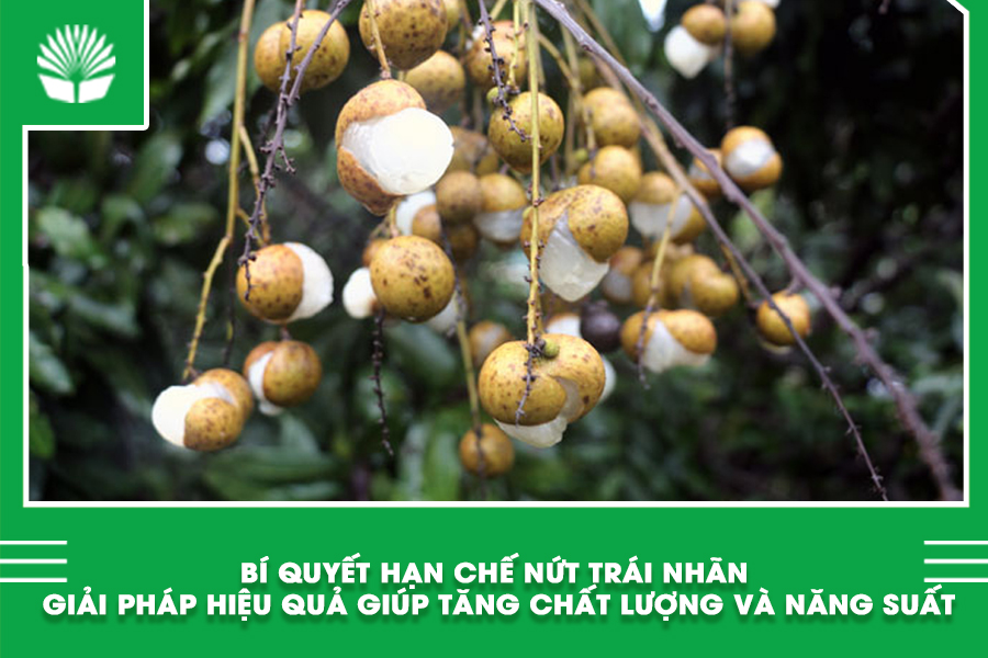 Bí quyết hạn chế nứt trái nhãn – Giải pháp hiệu quả giúp tăng chất lượng và năng suất