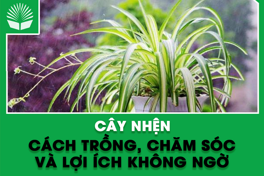 Cây nhện – Cách trồng, chăm sóc và lợi ích không ngờ