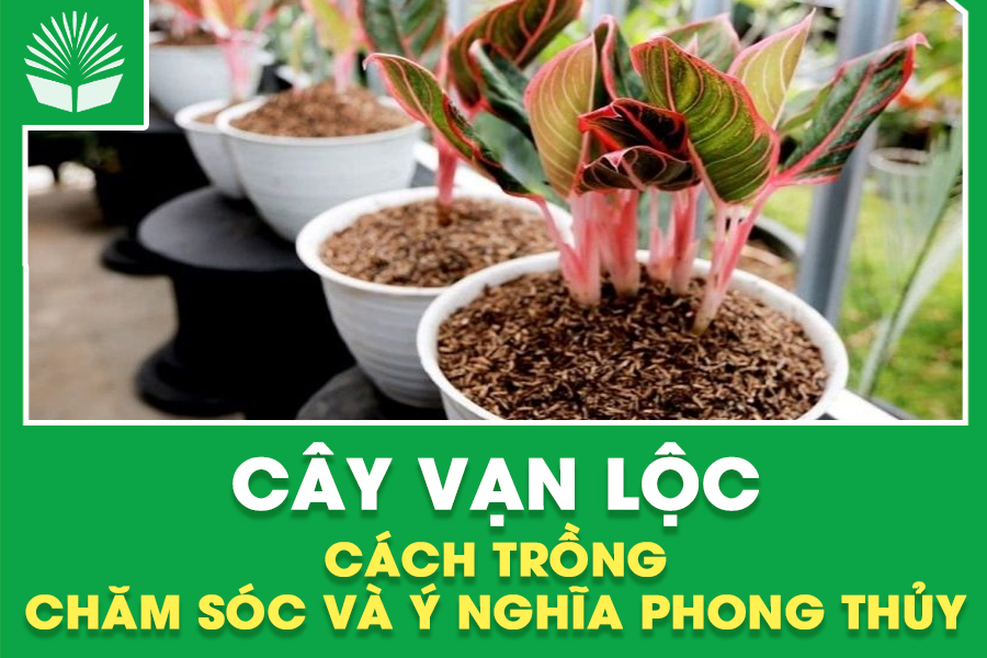 Cây Vạn Lộc – Cách trồng, chăm sóc và ý nghĩa phong thủy