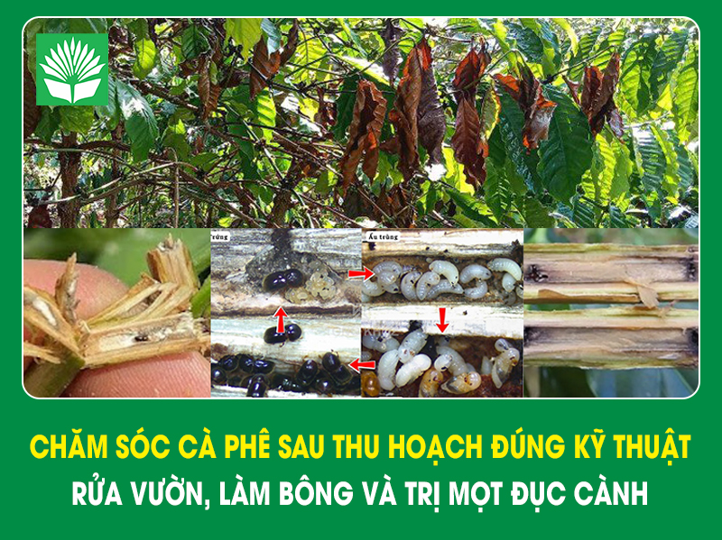 Chăm sóc cà phê sau thu hoạch đúng kỹ thuật: rửa vườn, làm bông và trị mọt đục cành