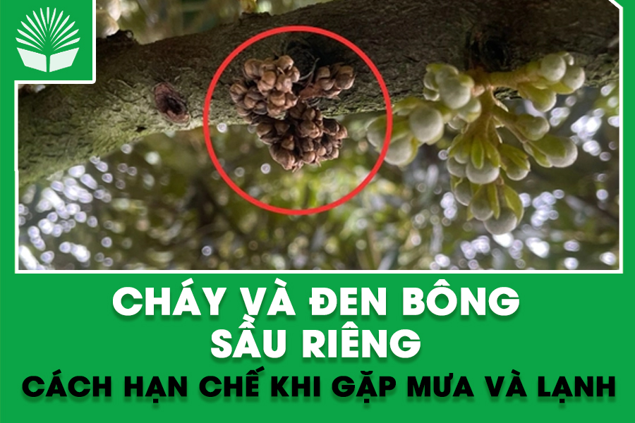 Cách hạn chế cháy và đen bông sầu riêng khi gặp mưa và lạnh