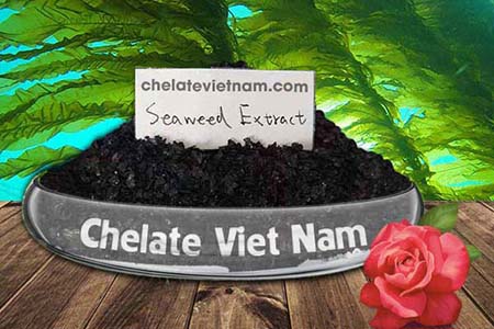 Có những điều có thể bạn chưa biết về bột rong biển (Seaweed extract powder)