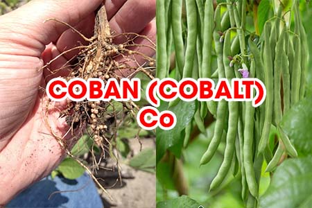 Coban (Cobalt)