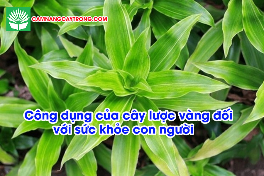 Công dụng của cây lược vàng đối với sức khỏe con người