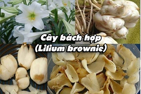 Cây bách hợp