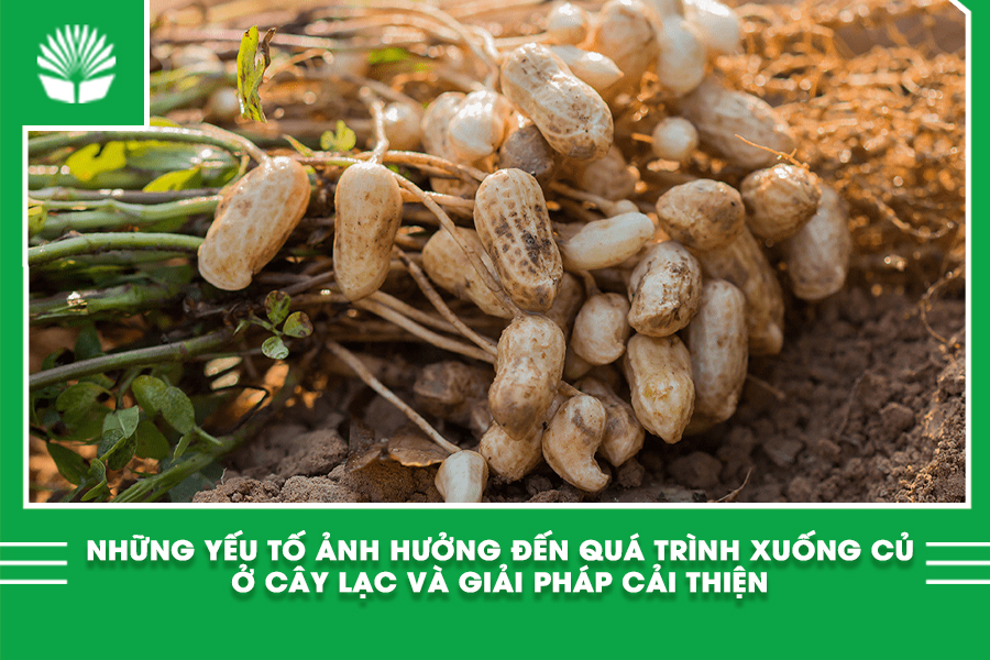 Những yếu tố ảnh hưởng đến quá trình xuống củ ở cây lạc và giải pháp cải thiện