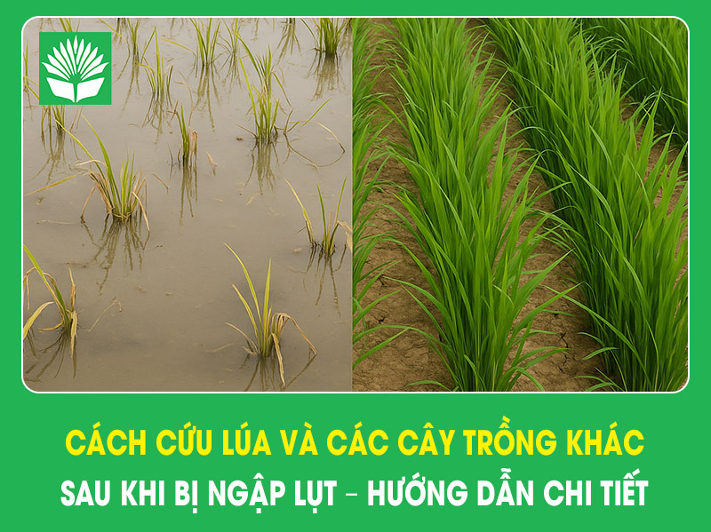 Cách cứu cây lúa và các cây trồng khác sau khi bị ngập lụt – Hướng dẫn chi tiết