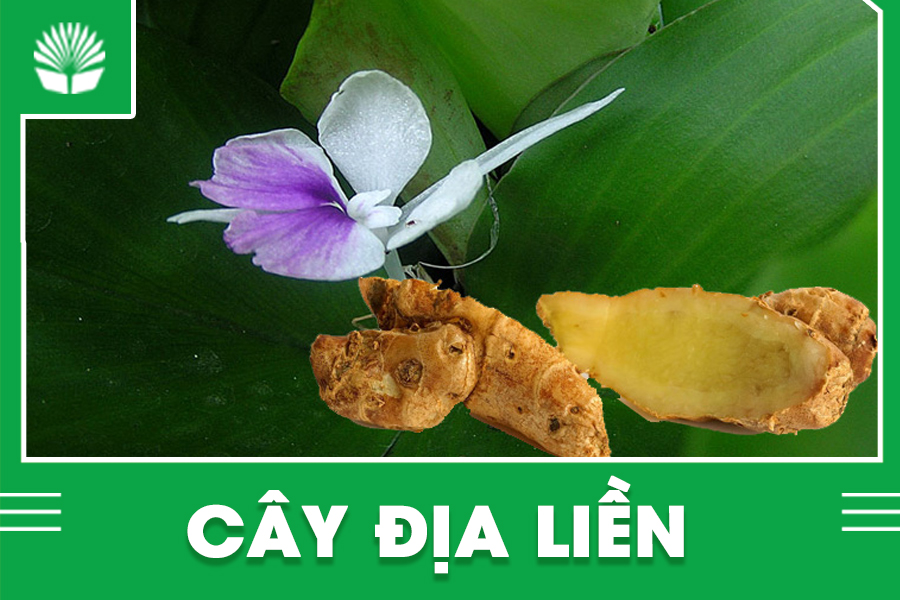 Cây địa liền