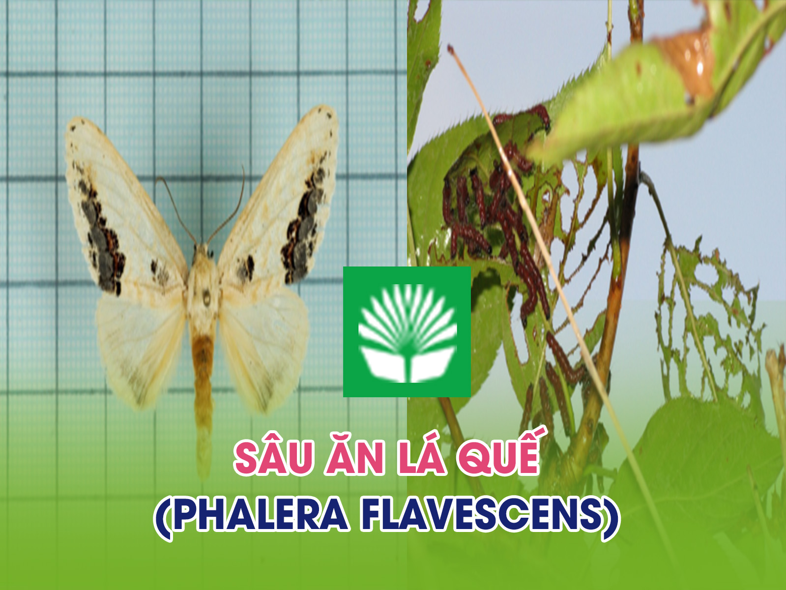 Sâu ăn lá quế