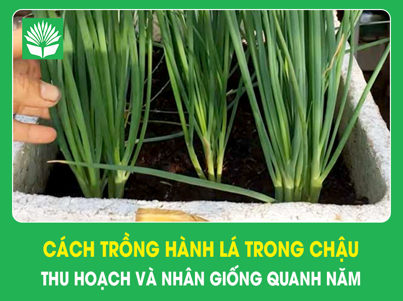 Cách trồng hành lá trong chậu – Thu hoạch và nhân giống quanh năm