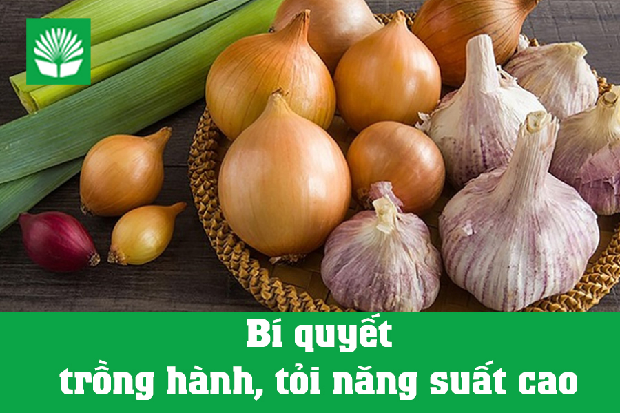 Bí quyết trồng hành, tỏi năng suất cao