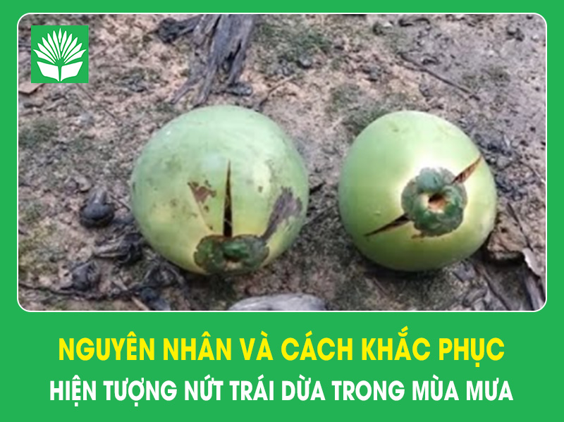 Nguyên nhân và cách khắc phục hiện tượng nứt trái dừa trong mùa mưa