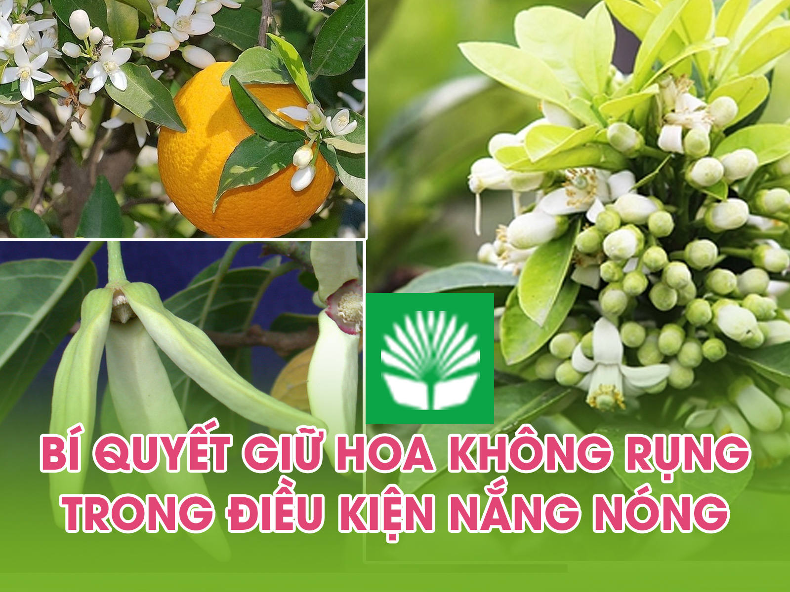 Bí quyết giữ hoa không rụng trong điều kiện nắng nóng