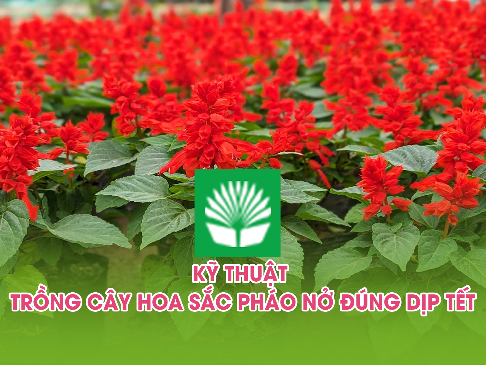 Kỹ thuật trồng cây hoa sắc pháo nở đúng dịp tết