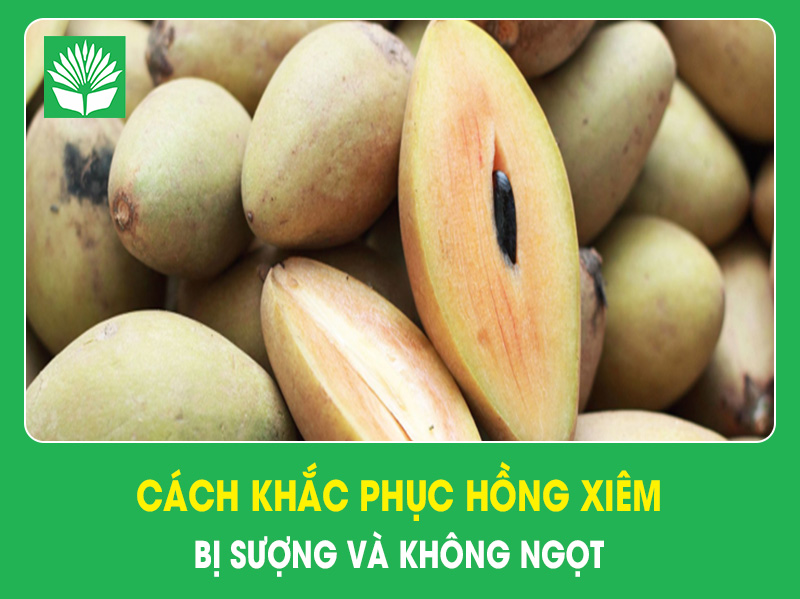 Cách khắc phục trái hồng xiêm bị sượng và không ngọt