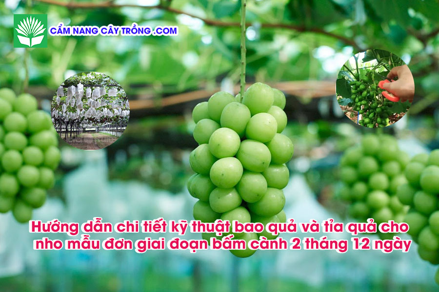 Hướng dẫn chi tiết kỹ thuật bao quả và tỉa quả cho nho mẫu đơn giai đoạn bấm cành 2 tháng 12 ngày