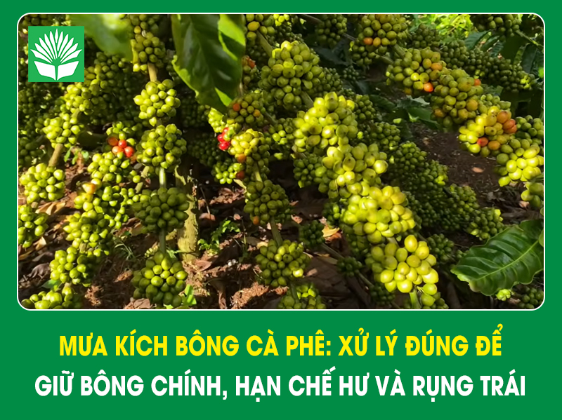 Mưa kích bông cà phê: xử lý đúng để giữ bông chính, hạn chế hư và rụng trái