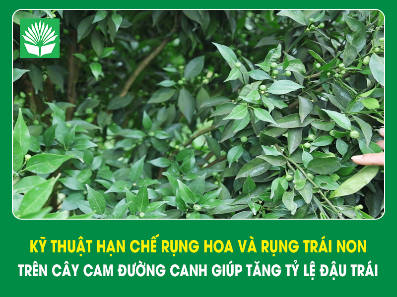 Kỹ thuật hạn chế rụng hoa và rụng trái non trên cây cam đường canh giúp tăng tỷ lệ đậu trái