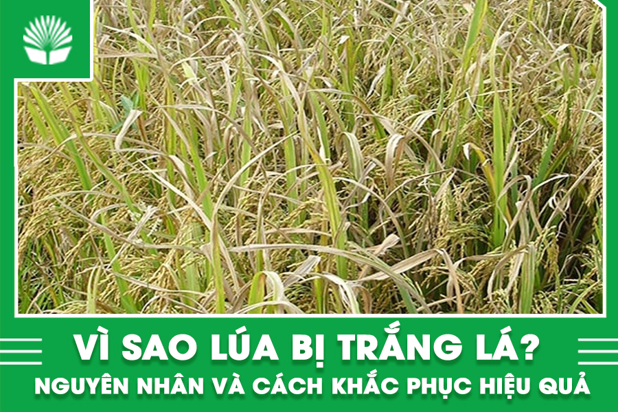 Vì sao lúa bị trắng lá? Nguyên nhân và cách khắc phục hiệu quả