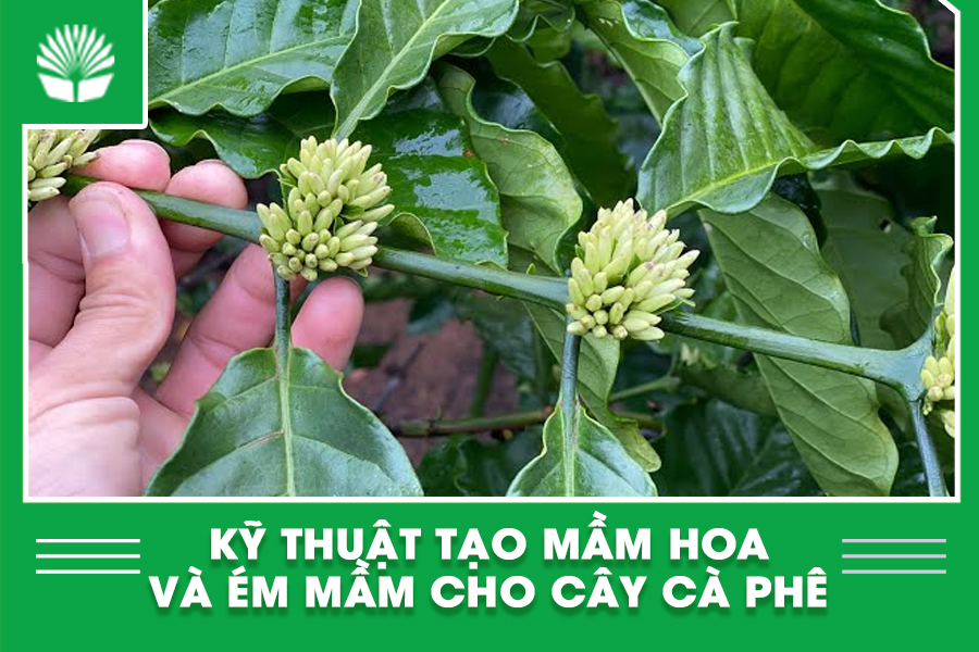 Kỹ thuật tạo mầm hoa và ém mầm cho cây cà phê