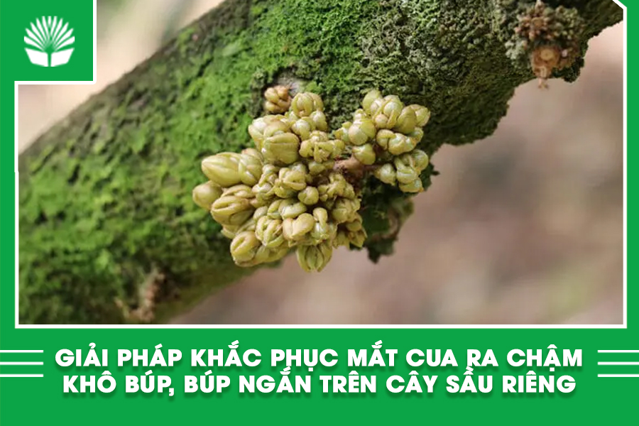 Giải pháp khắc phục mắt cua ra chậm, khô búp, búp ngắn trên cây sầu riêng