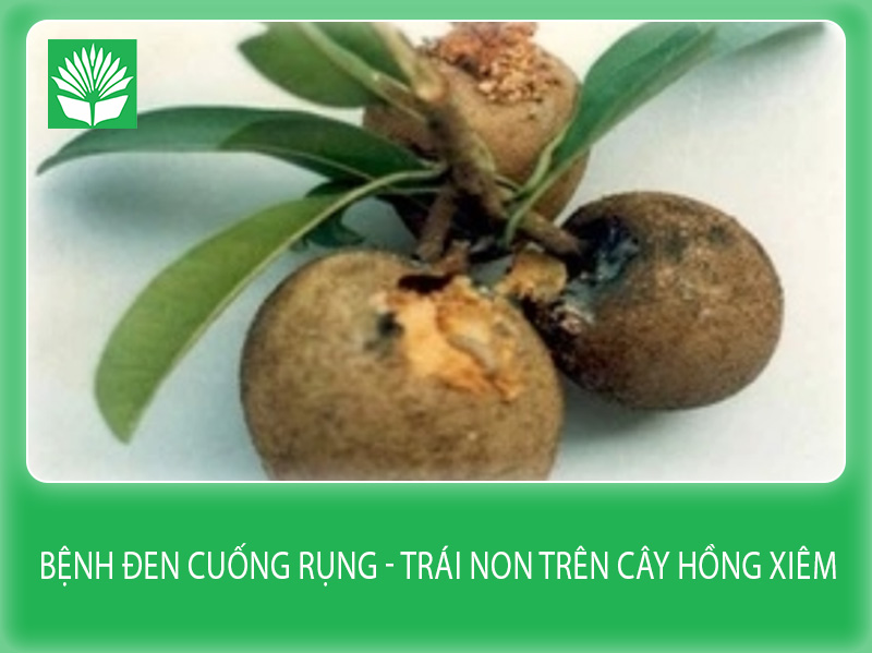 Bệnh đen cuống rụng - trái non trên cây hồng xiêm