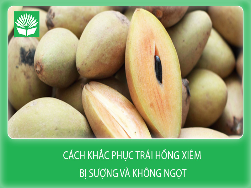 Cách khắc phục trái hồng xiêm bị sượng và không ngọt