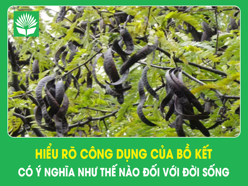 Hiểu rõ công dụng của bồ kết có ý nghĩa như thế nào đối với đời sống