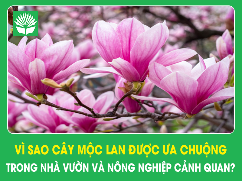 Vì sao cây mộc lan được ưa chuộng trong nhà vườn và nông nghiệp cảnh quan?