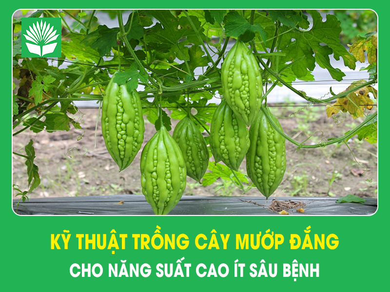 Kỹ thuật trồng cây mướp đắng cho năng suất cao ít sâu bệnh